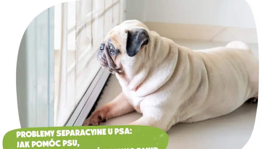 Jak nauczyć szczeniaka samotności? Uniknij lęku separacyjnego!