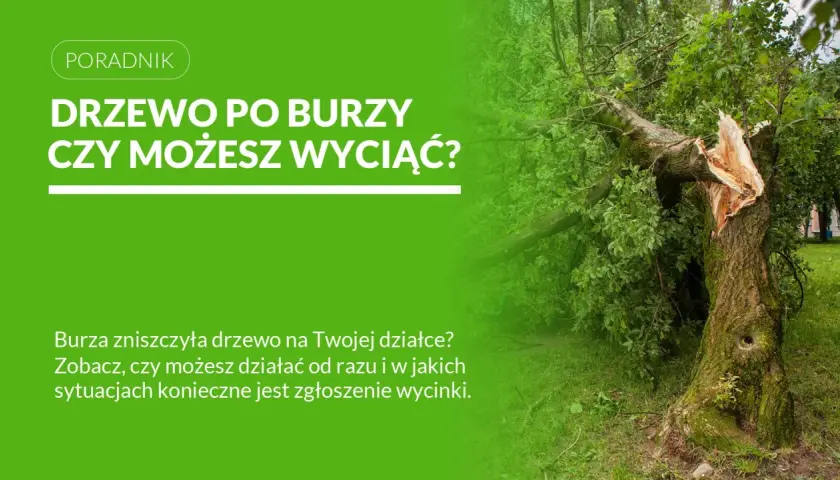 Złamane po burzy drzewo z widocznym pęknięciem pnia, otoczone zielenią.