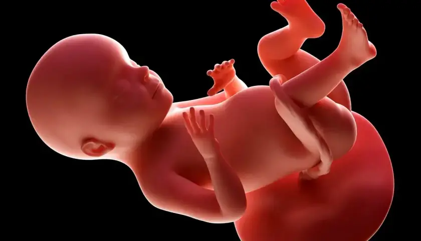 Płód w 28 tygodniu ciąży, z widocznymi dłońmi i stopami, przygotowuje się do narodzin.