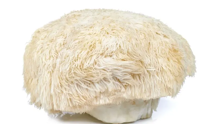 Grzyb soplówka jeżowata, znany jako lion's mane, o białej, puszystej czapie przypominającej grzywę lwa.