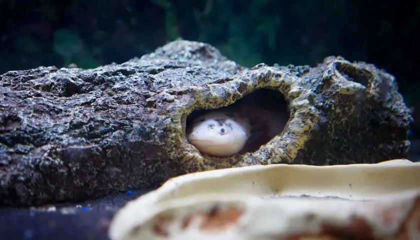 Un ajolote blanco asoma su cabeza desde un tronco hueco en su acuario.