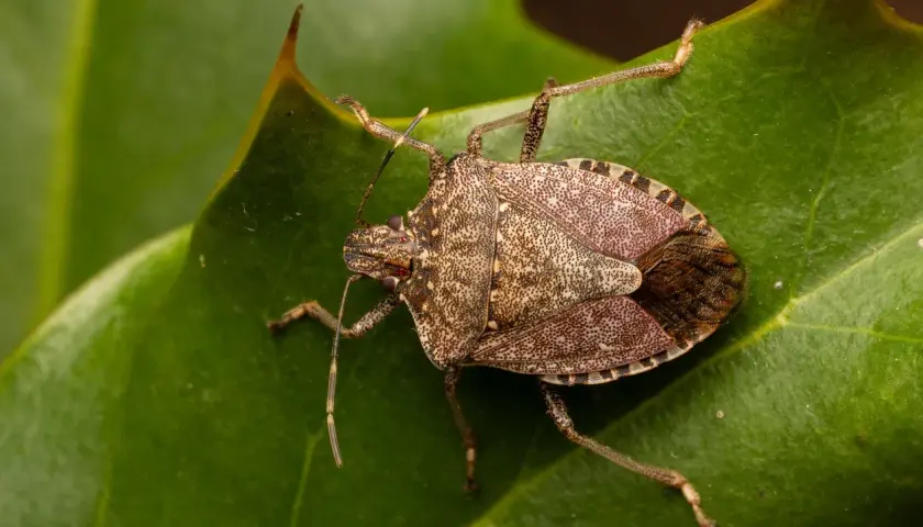 Un esemplare di uno dei tanti tipi di cimici, con il suo corpo maculato e le zampe sottili, riposa su una foglia verde.