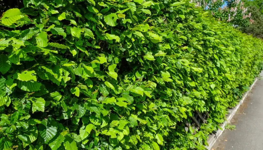 En tät, grön häck av avenbok kantas av en trottoar. Bladen är ljusa och friska i sommarsolen.