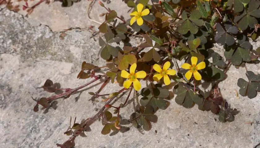 Kleine gelbe Blüten und herzförmige Blätter auf Stein. Hilft beim **Unkraut bestimmen**.