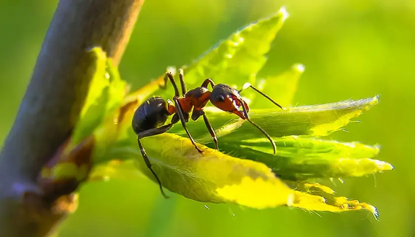 Une fourmi rouge explore une jeune pousse verte dans le potager, ses mandibules prêtes à travailler.
