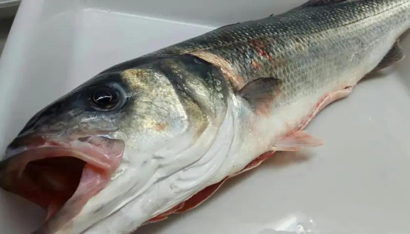 Lubina de acuicultura recién capturada, con escamas plateadas y boca abierta, lista para ser preparada.