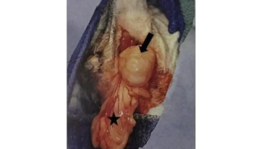 Surgical view of a perineal hernia in a dog, showing a swollen mass (arrow) and the scrotum (star).