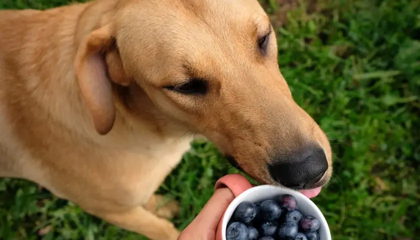 Ein brauner Hund leckt Blaubeeren aus einer Tasse.