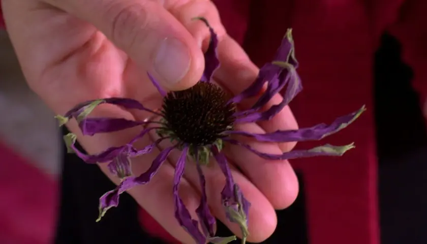 En hand håller en torkad echinaceablomma, redo att användas för echinacea te.