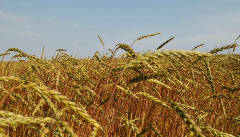 Ein Feld mit reifem Dinkel im Sonnenschein. Der Dinkelanbau verspricht eine reiche Ernte.
