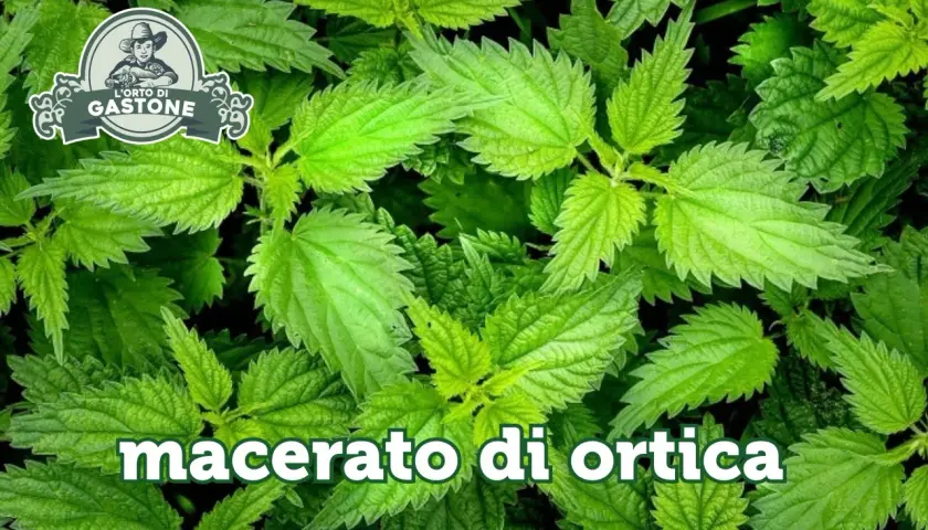Foglie di ortica verde brillante. Testo: "macerato di ortica: controindicazioni". Logo "L'Orto di Gastone".
