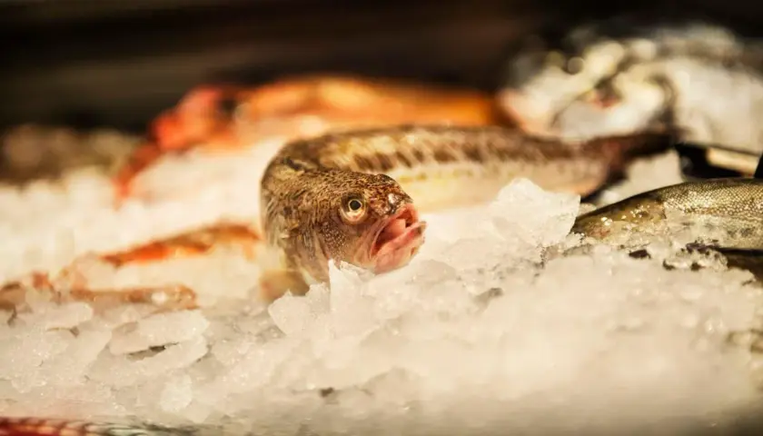 Fisk på is, en del av dem kan vara giftig fisk Sverige.