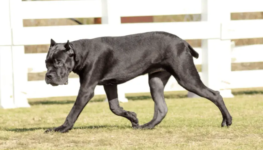 Czarny pies rasy cane corso italiano spaceruje po trawie.