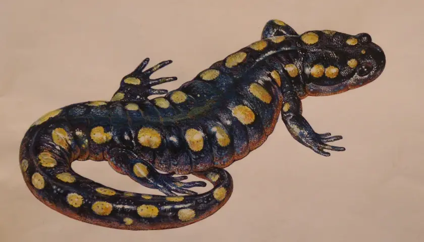 Czarna salamandra w żółte cętki, jak z obrazu, idealna na salamandra tattoo.
