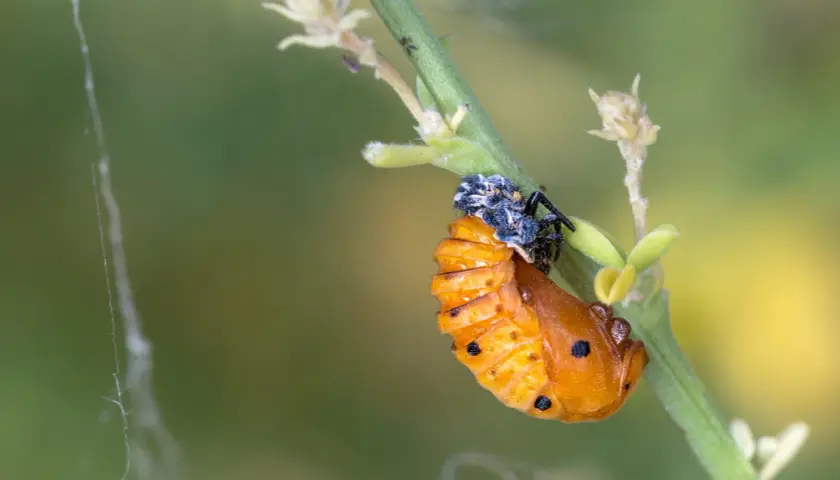 Pomarańczowe larwy biedronki z czarnymi kropkami, przyczepione do zielonej łodygi.