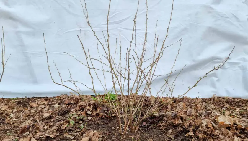 Ein stacheliger Strauch, bereit für das Stachelbeeren schneiden. Kleine Knospen zeigen den nahenden Frühling.