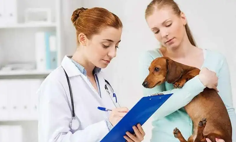 Białaczka monocytowa u psa: objawy, rokowania i co dalej?