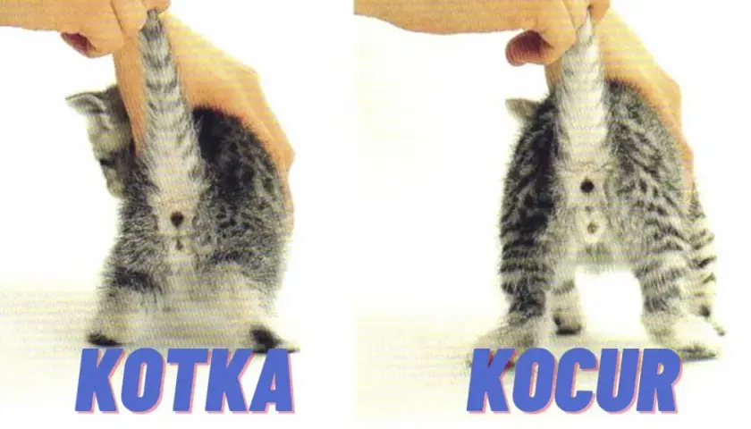 Jak odróżnić kocura od kotki? Metoda średnika i dwukropka