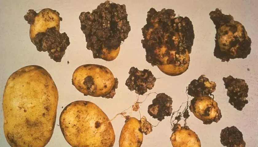 Patate con escrescenze scure e irregolari, sintomo di gravi malattie patate. Alcune sono sane, altre gravemente colpite.