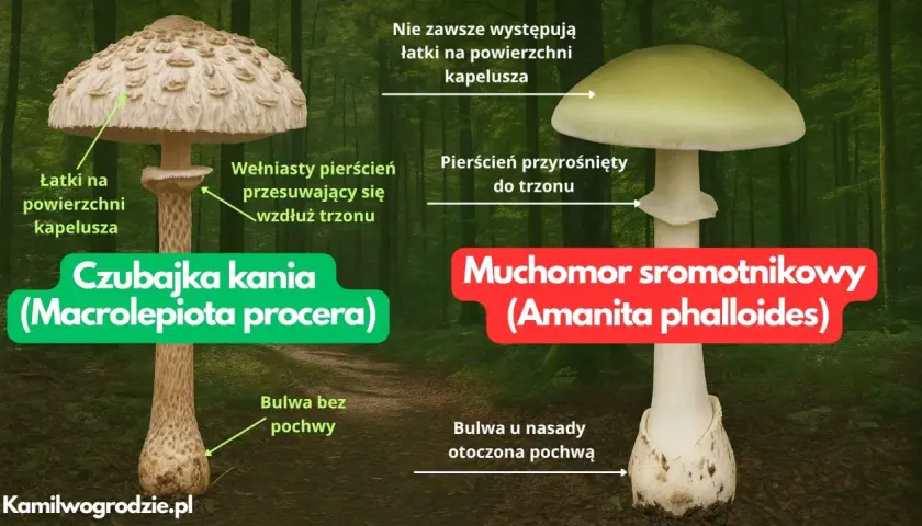 Czubajka kania, z łuskami na kapeluszu i ruchomym pierścieniem, kontra muchomor sromotnikowy.