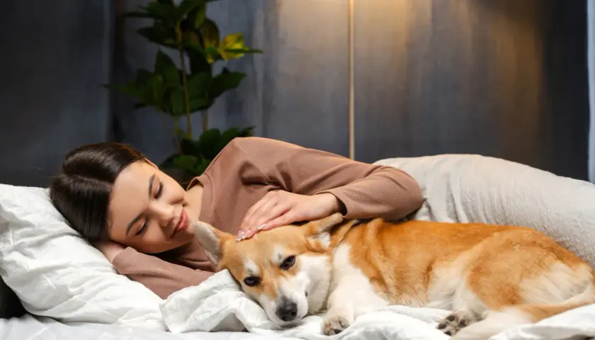 Corgi śpi przy głowie swojej pani, która go głaszcze. To dowód, dlaczego pies śpi przy głowie – dla poczucia bezpieczeństwa i bliskości.
