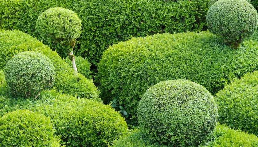 Grüne Kugeln und Hecken, eine perfekte alternative zum Buchsbaum. Ein gepflegter Garten mit verschiedenen Formen.