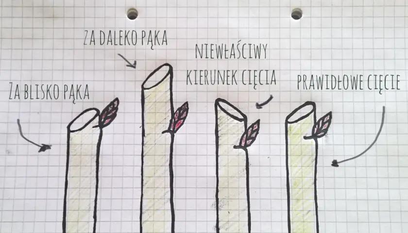 Ilustracja pokazuje, kiedy przycinać róże na wiosnę: cięcie za blisko pąka, za daleko pąka, niewłaściwy kierunek cięcia i prawidłowe cięcie.