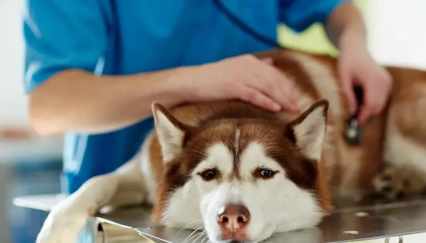Weterynarz bada psa z wodobrzuszem. Pies rasy husky leży na stole, weterynarz osłuchuje go stetoskopem.