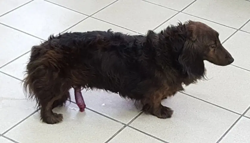 Perro salchicha de pelo largo con el pene expuesto. Si te preguntas qué hacer cuando se le sale el pito al perro, busca ayuda veterinaria.
