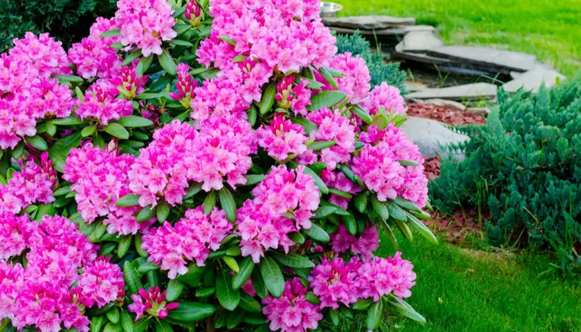 Piękny rododendron kiedy kwitnie, w pełni wiosny, otoczony zielenią i kamienną ścieżką.