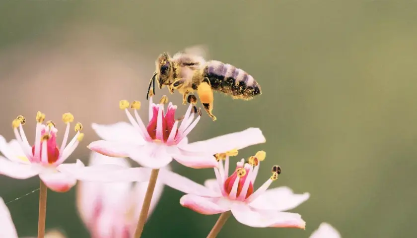 En vild bi samlar nektar från en rosa blomma, dess ben täckta av gult pollen.