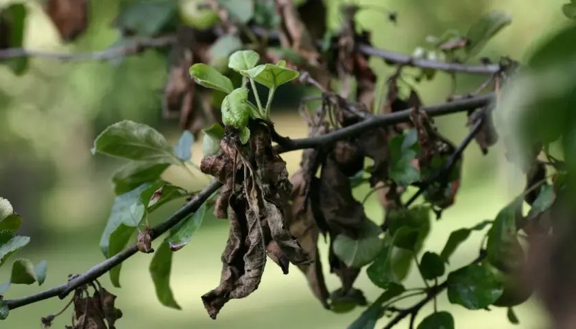 Sur une branche de pommier, des feuilles vertes côtoient des feuilles mortes et desséchées, témoignage d'un cycle naturel.