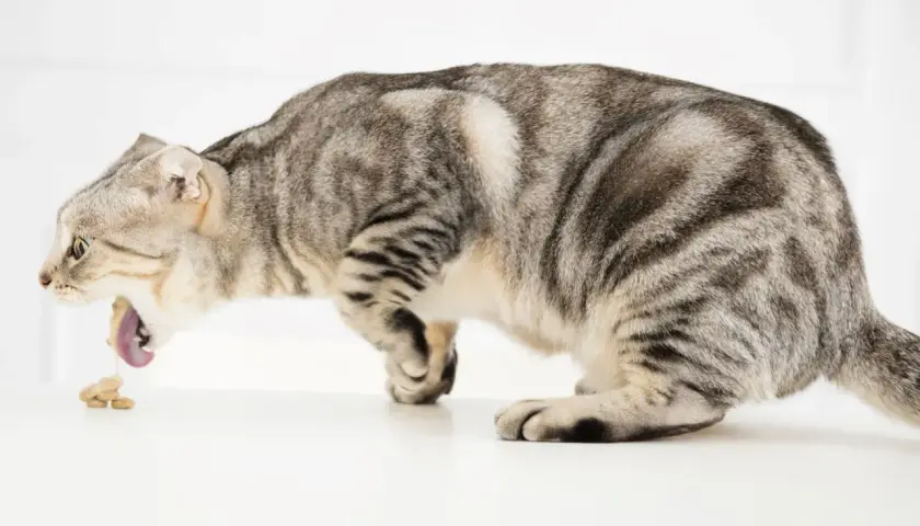 Graue Katze erbricht Futter, ein mögliches Zeichen für einen Darmverschluss bei Katzen.
