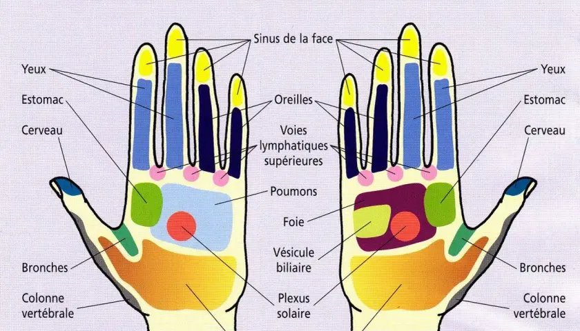 Schéma des points réflexes des paumes des mains, utile pour le point massage hypertension et d'autres zones du corps.