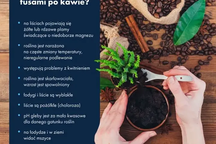 Nawóz z kawy do czego? Zastosowanie i korzyści dla roślin w ogrodzie