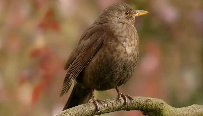 Ein brauner drossel vogel sitzt auf einem Ast. Sein Gefieder ist dunkelbraun, die Augen sind rund und orange. Der Schnabel ist gelb.