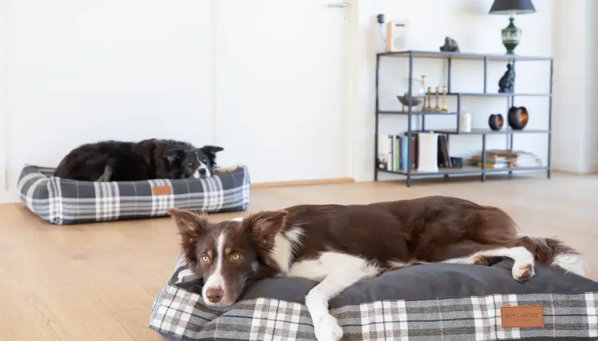 Dwa border collie odpoczywają na wygodnych legowiskach. Jedno legowisko dla border collie jest w kratę, drugie w ciemniejszym odcieniu.