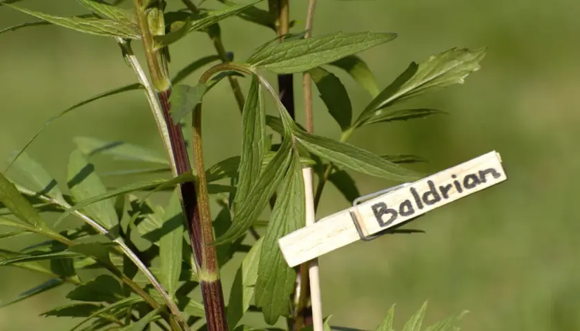 Grüne Blätter einer Baldrianpflanze mit einem Holzschild. Viele berichten von guter Baldrian zum Schlafen Erfahrung.