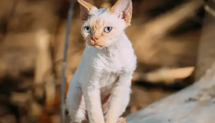 Ile kosztuje Devon Rex? Pełny koszt zakupu i utrzymania