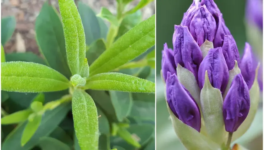 Zielony rododendron nie kwitnie, ale jego pąki zapowiadają fioletowe piękno.