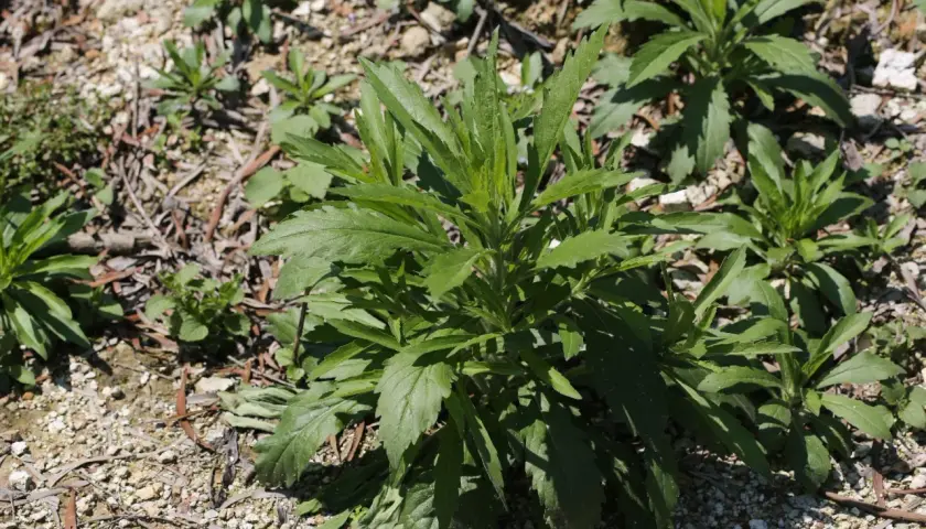 Un cespuglio di erigeron canadensis con foglie verdi e frastagliate cresce su un terreno ghiaioso e secco.
