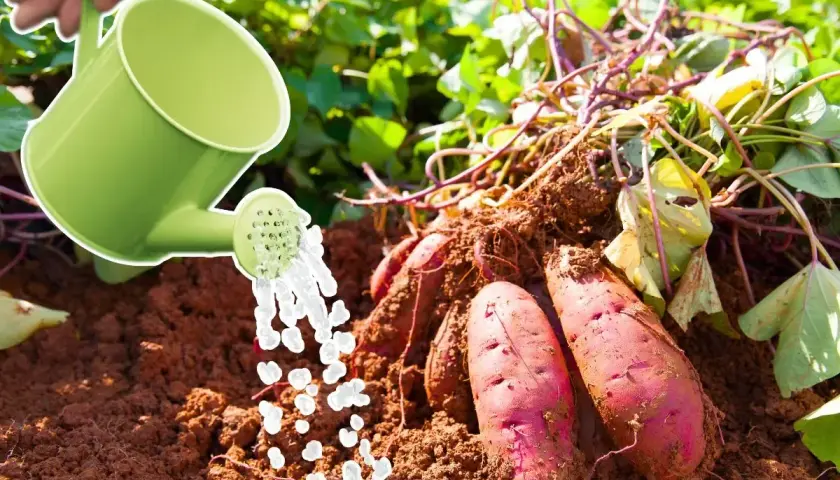 Arrosage de patates douces fraîchement récoltées. L'eau tombe d'un arrosoir vert sur la terre brune et les tubercules rouges.