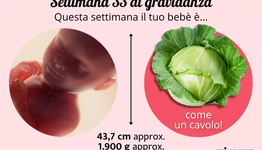 A 33 settimane di gravidanza quanti mesi sono? Il tuo bimbo è grande come un cavolo, lungo 43,7 cm e pesa 1.900 g.