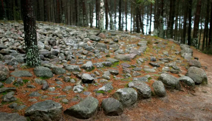 Kamienne kręgi w lesie, otoczone sosnowymi igłami i mchem. Stare kamienie tworzą tajemniczy krąg, jakby świadkowie dawnych opowieści.