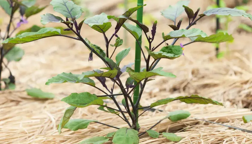 Jeune plant d'aubergine aux feuilles vertes et pourpres, protégé par un paillage potager de paille.