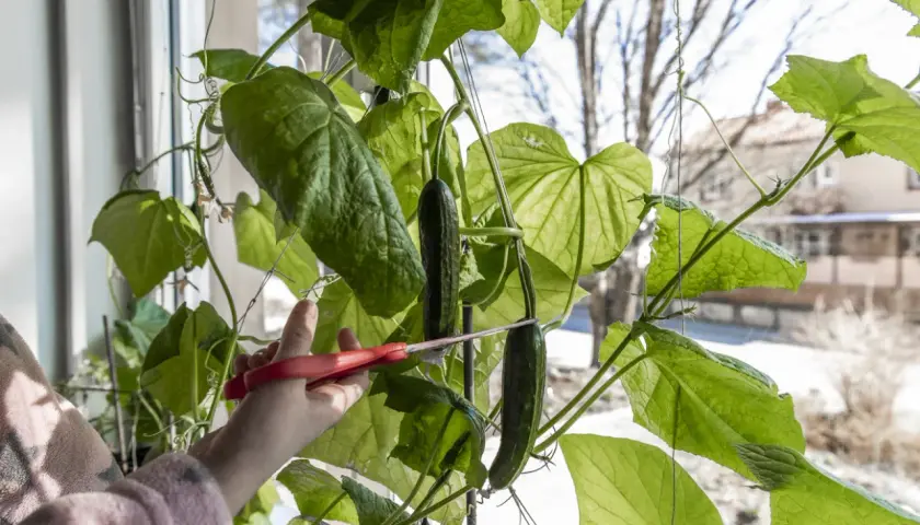En hand med röda saxar klipper en gurka från en planta. Det är spännande att odla gurka inomhus.