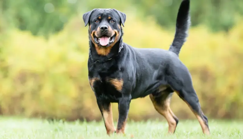 Ein freundlicher Rottweiler, einer von den grossen Hunden, steht im Gras und lächelt.