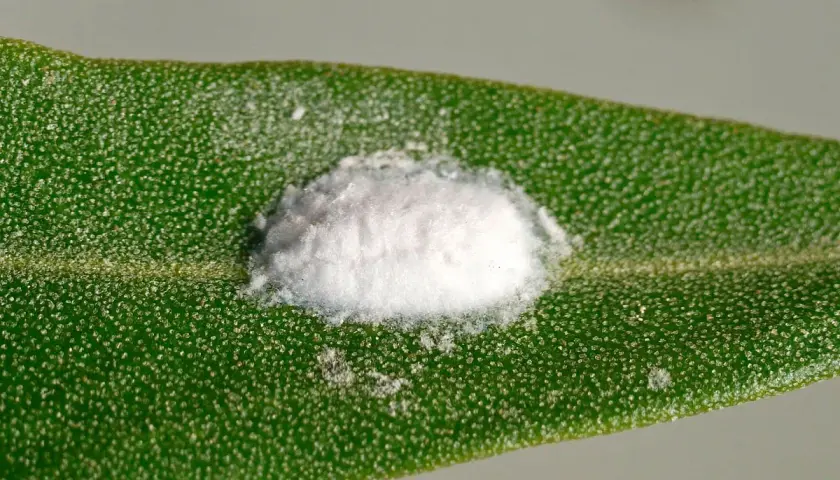 Gros plan d'une cochenille cotonneuse, recouverte de cire blanche, sur une feuille d'olivier verte et texturée.