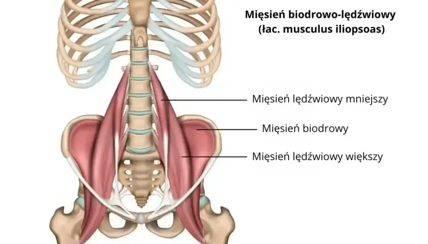 Anatomia mięśnia biodrowo-lędźwiowego, kluczowego dla ruchu biodra. Ból pachwiny po bieganiu może być związany z jego przeciążeniem.