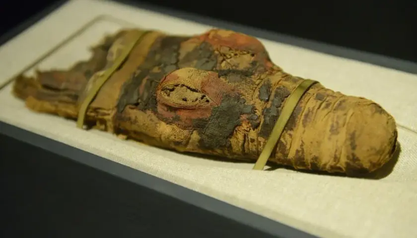 Muzeum sztuk użytkowych w Poznaniu: historia, zbiory i atrakcje